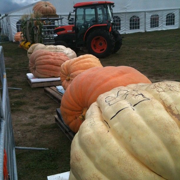 http://i854.photobucket.com/albums/ab101/DirtyGirlMovies/Pumpkinfest-1.jpg