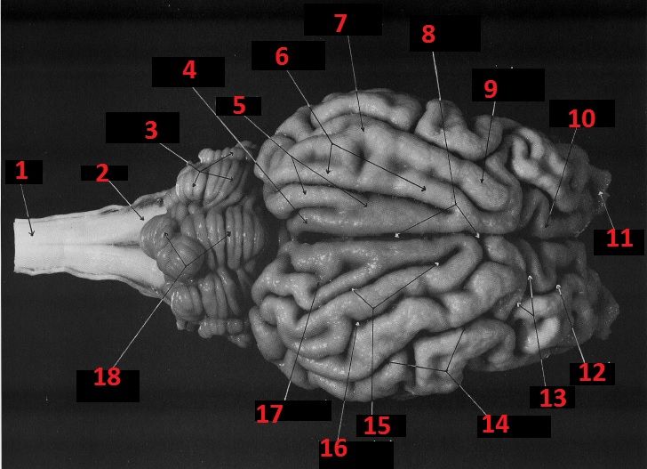 internal anatomy of a sheep brain