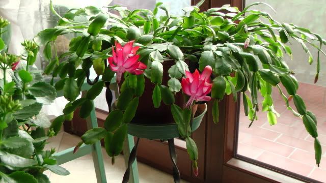 Schlumbergera1.jpg