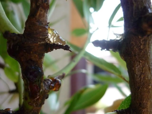P1000707.jpg