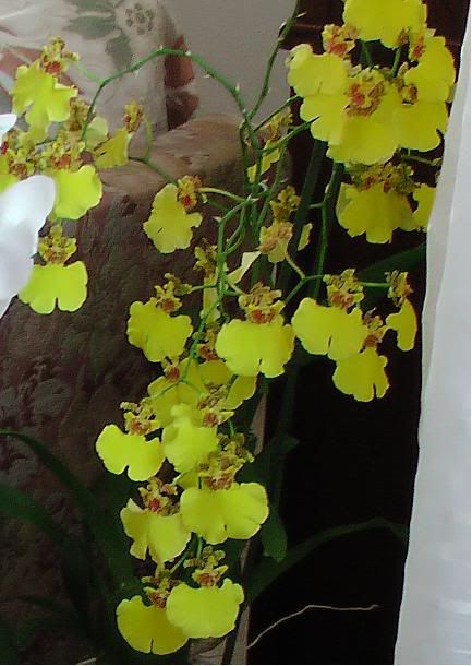 oncidium.jpg