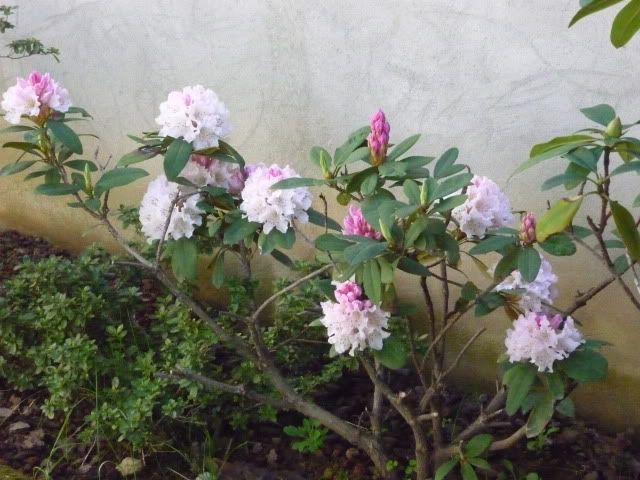 rododendro2.jpg