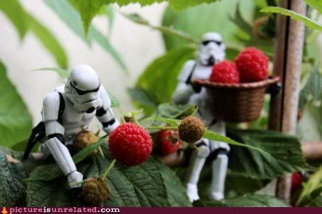 Stormtroopersraspberries.jpg