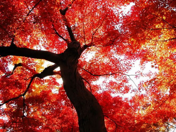 Beautiful Autumn Nature
