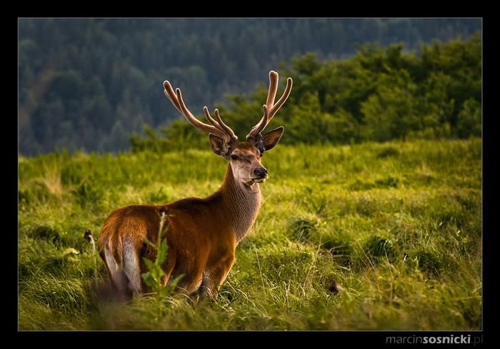 deer horn