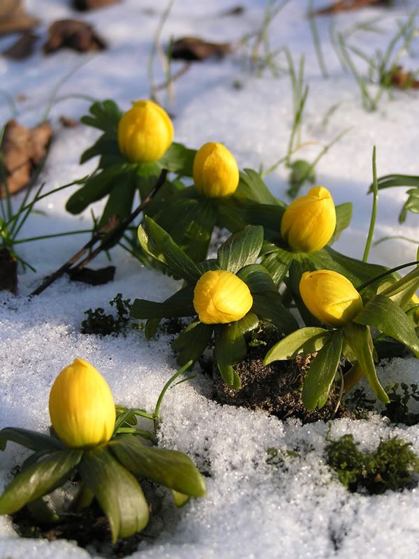 Yellow flowers in snow