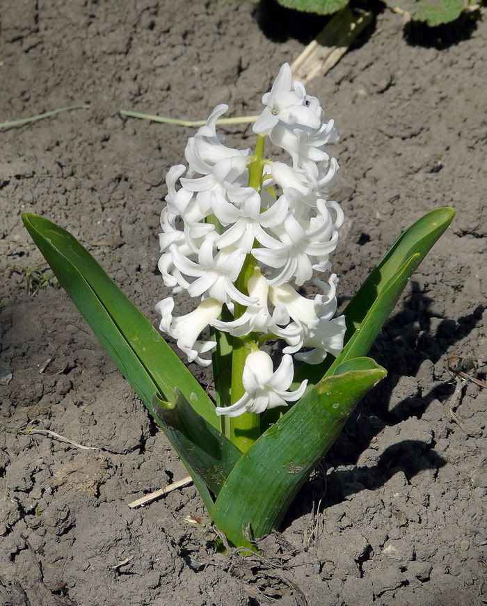 White green flowers in mud