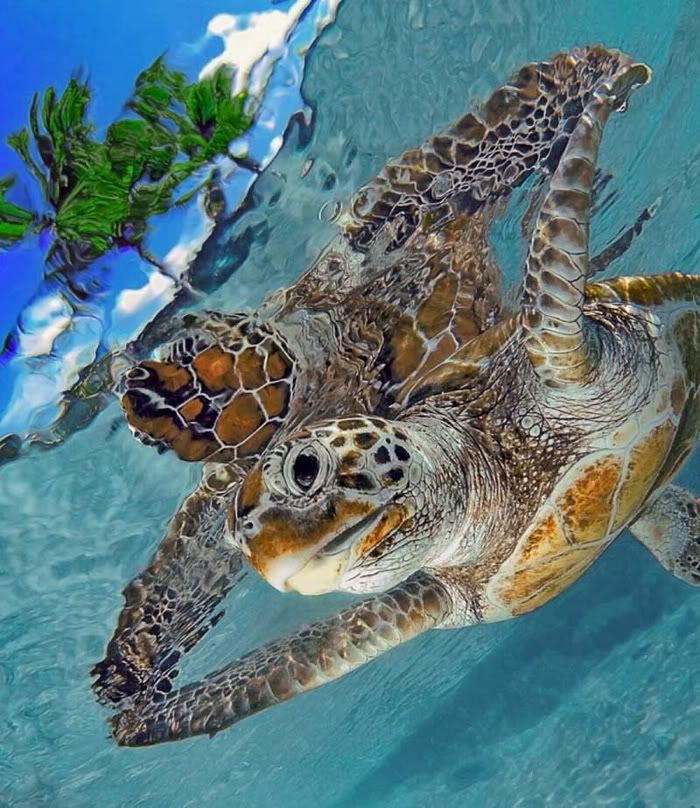Ocean Turtle Photos