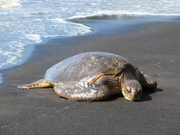 Ocean Turtle Photos