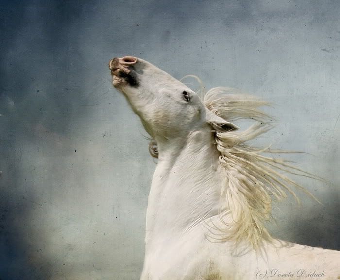 white horse