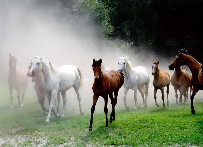 14 Beautiful White Horse Photos | Xemanhdep Photos-Awesome ...