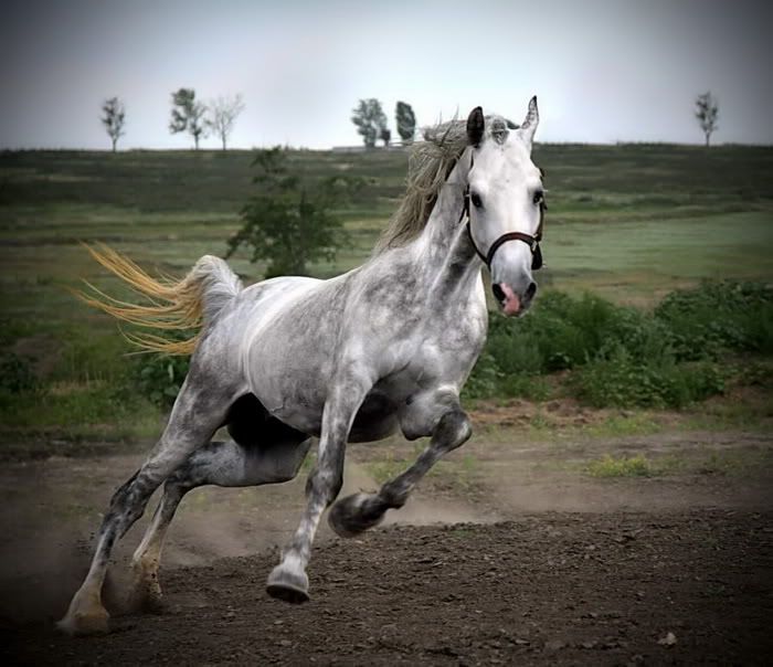 white horse