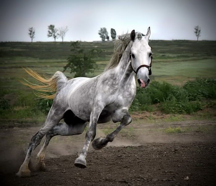 white-horse11.jpg Photo by xemanh | Photobucket