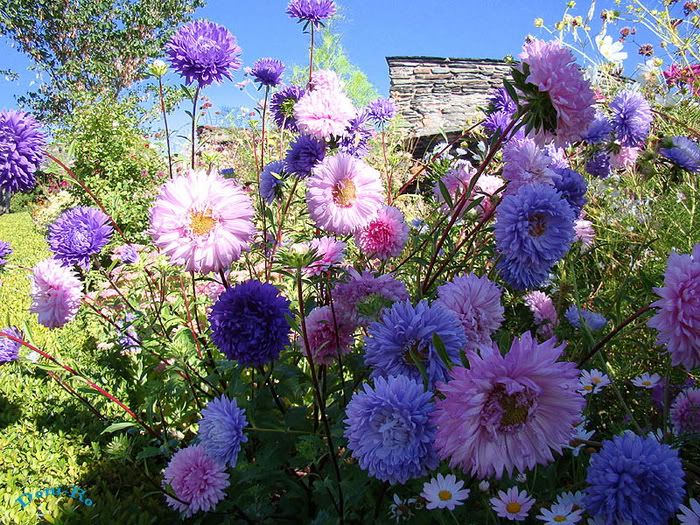 Outstanding Flower Garden Photos