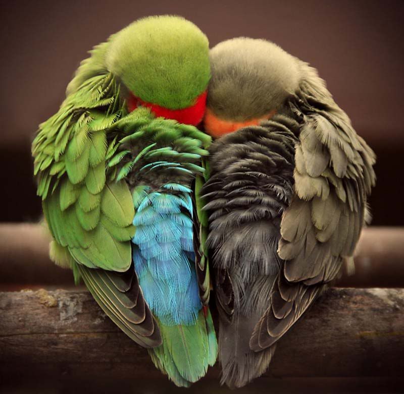 bird love