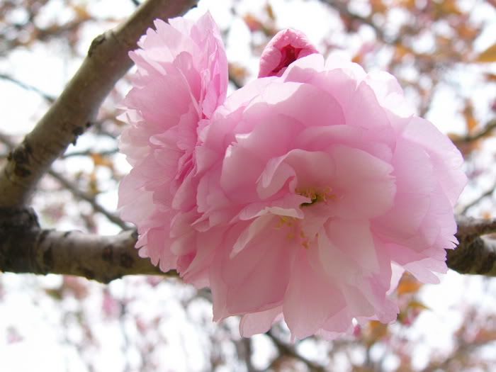 http://i854.photobucket.com/albums/ab105/xemanh/p1-spring-flower19.jpg