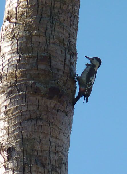 Дятел. На пальме. Photobucket