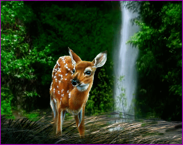animated animals and nature photo: Fawn at Waterfall Animated 681790952.gif