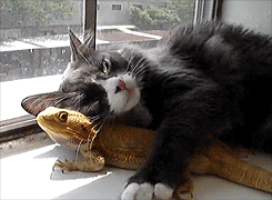 rainy day cat looking out window animated photo: Cat Snuggles Lizard tumblr_m2jm2cUDLl1qay81po3_250-1.gif
