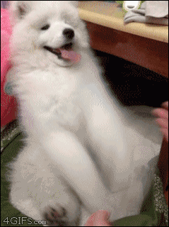 animated puppy gif photo: Dog Plays Patty Cake tumblr_muu2m5GRLJ1qdlh1io1_250.gif