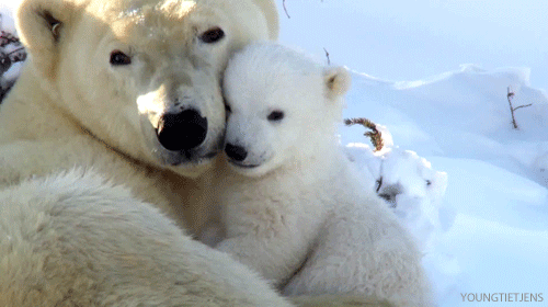 polar bears photo: Polar Bear Cub Mom tumblr_mwvvz8WaOt1suyqwko1_500.gif