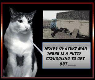 animated cat photo: Funny Cat 24fe8h0.gif