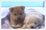cute puppies photo: Adorable Puppies 271549wx53hduhsn.gif