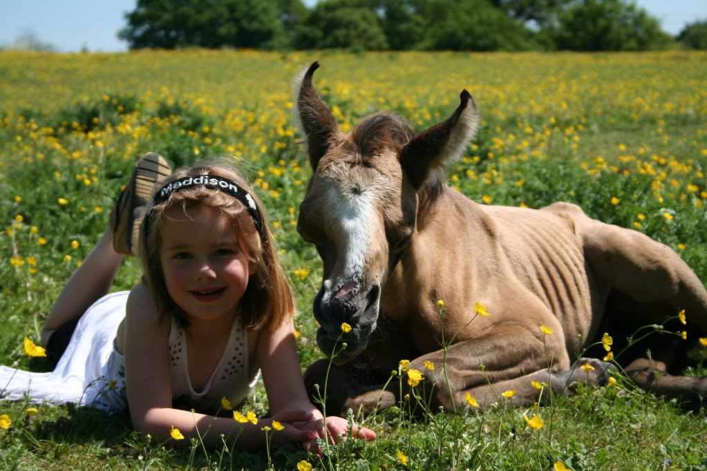 Deformed+horse