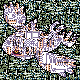[PokeCommunity.com] I've got Four or more examples!
